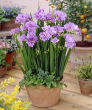 Load image into Gallery viewer, Freesia Double Purple bulbs/corms