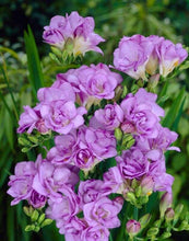 Load image into Gallery viewer, Freesia Double Purple bulbs/corms