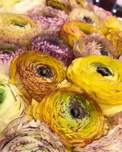 Load image into Gallery viewer, Ranunculus Asiaticus Elegance® 'Giallo Striato'