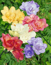 Load image into Gallery viewer, Freesia Single Mix