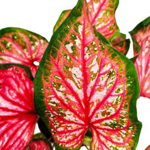Load image into Gallery viewer, Caladium Pink Panther