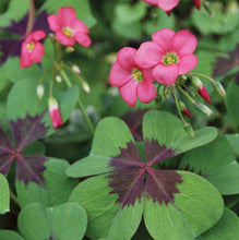 Load image into Gallery viewer, Oxalis Iron Cross