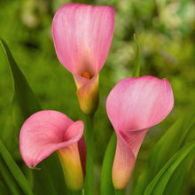 Charger l'image dans la galerie, Calla Lily "Pillow Talk"