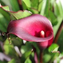 Charger l'image dans la galerie, Calla Lily "Macau"