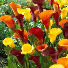 Load image into Gallery viewer, Calla Lily "Warm Tones Mix"