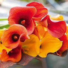 Load image into Gallery viewer, Calla Lily "Warm Tones Mix"