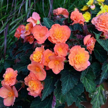 Charger l'image dans la galerie, Begonia multiflora 'Peardrop'