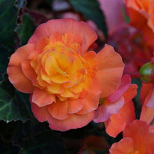Charger l'image dans la galerie, Begonia multiflora 'Peardrop'