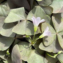 Charger l'image dans la galerie, Oxalis Triangularis "Sanne"