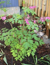 Charger l'image dans la galerie, Bleeding Hearts roots/rhizomes (Dicentra spectabilis; Lamprocapnos spectabilis)