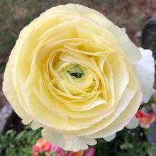 Load image into Gallery viewer, Ranunculus Friandine "Lemon"