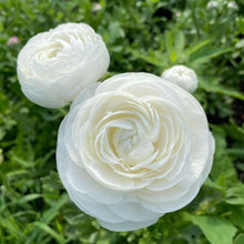 Charger l'image dans la galerie, Ranunculus Amandine "Snowflake"