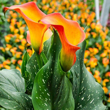 Load image into Gallery viewer, Calla Lily "Morning Sun"