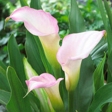 Load image into Gallery viewer, Calla Lily "Crystal Blush"