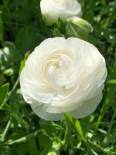 Charger l'image dans la galerie, Ranunculus Amandine "Snowflake"