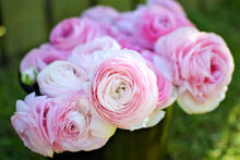 Load image into Gallery viewer, Ranunculus Amandine "Marshmallow"