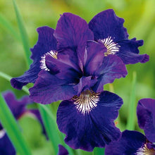 Load image into Gallery viewer, Iris Sibirica "Shirley Pope" rhizome/bulb