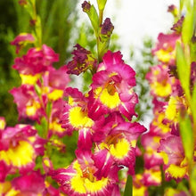 Charger l'image dans la galerie, Gladiolus "Far West" bulbs