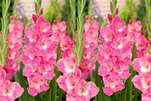 Charger l'image dans la galerie, Gladiolus "Pink Parrot" bulbs