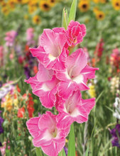 Charger l'image dans la galerie, Gladiolus "Pink Parrot" bulbs
