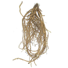 Charger l'image dans la galerie, Phlox paniculata "Lilac Time" roots/bulb