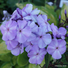 Charger l'image dans la galerie, Phlox paniculata "Lilac Time" roots/bulb