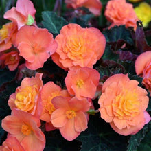 Charger l'image dans la galerie, Begonia multiflora 'Peardrop'