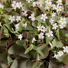 Charger l'image dans la galerie, Oxalis Triangularis "Sanne"