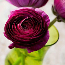 Charger l'image dans la galerie, Ranunculus Amandine "Violet"