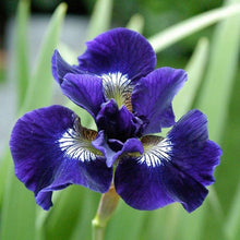 Load image into Gallery viewer, Iris Sibirica "Shirley Pope" rhizome/bulb