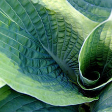 Charger l'image dans la galerie, Hosta sieboldiana "Frances Williams" bulbs/roots