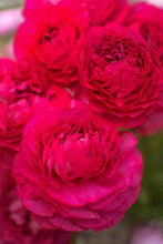 Charger l'image dans la galerie, Ranunculus Amandine "Bonbon"