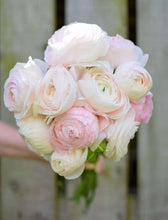 Charger l'image dans la galerie, Ranunculus Amandine "Chamallow"