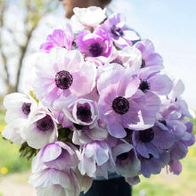 Charger l'image dans la galerie, Anemone Jerusalem Blue-White