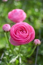 Charger l'image dans la galerie, Ranunculus Amandine "Barby"