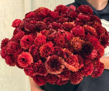 Charger l'image dans la galerie, Ranunculus Pauline "Chocolate"