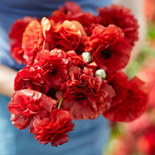 Charger l'image dans la galerie, Ranunculus Pauline "Chocolate"