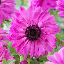 Charger l'image dans la galerie, Anemone Fullstar Pink