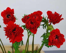 Charger l'image dans la galerie, Anemone Fullstar Red