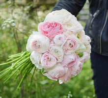 Charger l'image dans la galerie, Ranunculus Amandine "Chamallow"