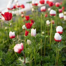 Charger l'image dans la galerie, Anemone Jerusalem Red-White