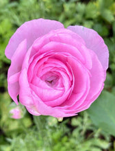 Charger l'image dans la galerie, Ranunculus Amandine "Barby"