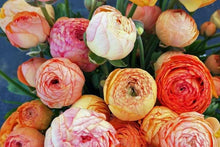 Charger l'image dans la galerie, Ranunculus Pauline "Champagne"