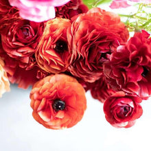 Charger l'image dans la galerie, Ranunculus Pauline "Chocolate"