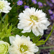 Load image into Gallery viewer, Anemone Fullstar White
