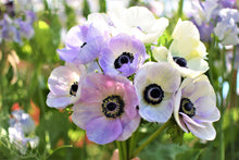 Charger l'image dans la galerie, Anemone Galilée "Pastel" Mix
