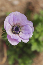 Charger l'image dans la galerie, Anemone Galilée "Pastel" Mix