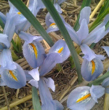Charger l'image dans la galerie, Iris Reticulata "Blue Planet"