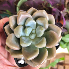 Load image into Gallery viewer, Echeveria Bubble Balm