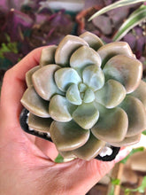 Load image into Gallery viewer, Echeveria Bubble Balm
